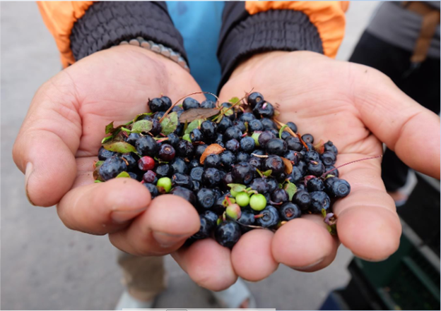 Berries picked by a Thai migrant worker in Sweden / IOM 2019